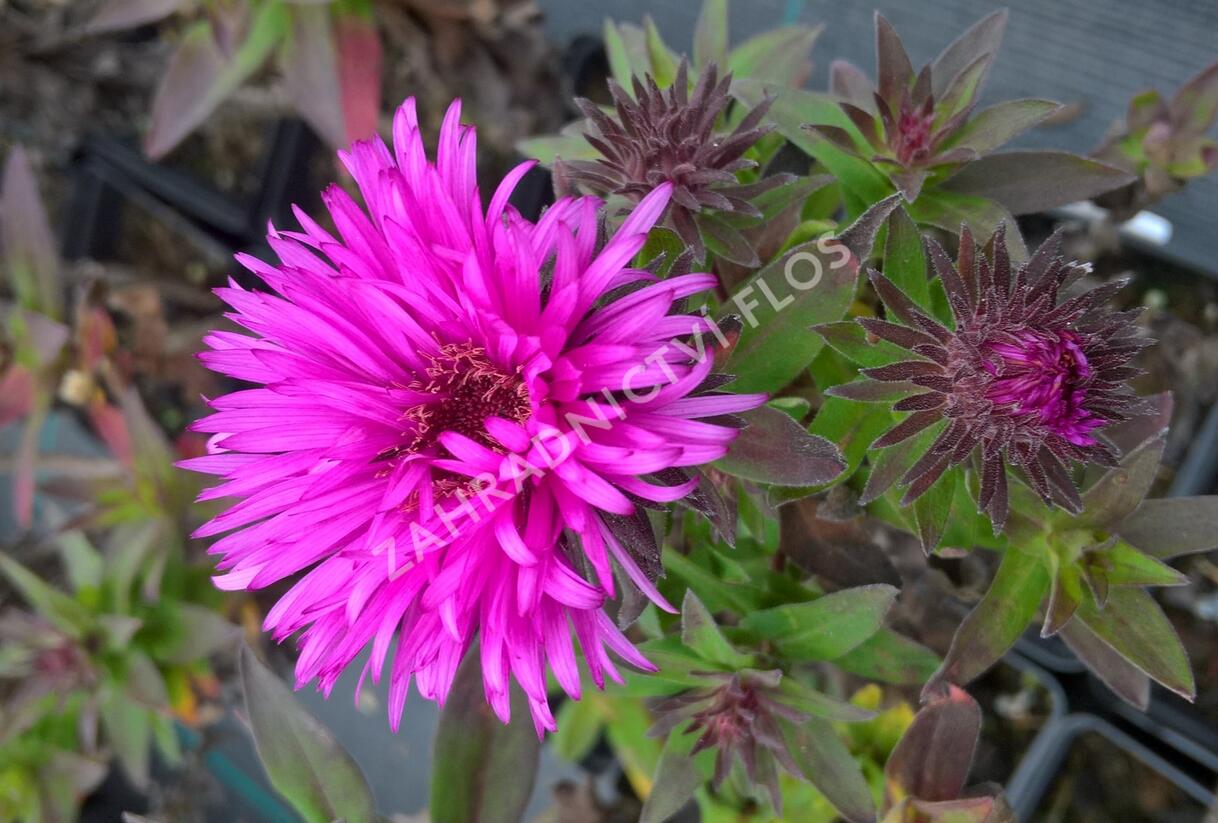 Hvězdnice novobelgická 'Vibrant Dome' - Aster novae-angliae 'Vibrant Dome'