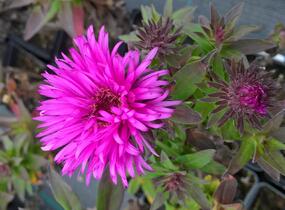 Hvězdnice novobelgická 'Vibrant Dome' - Aster novae-angliae 'Vibrant Dome'