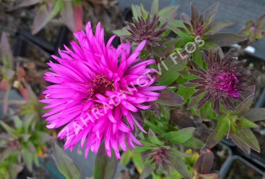 Hvězdnice novobelgická 'Vibrant Dome' - Aster novae-angliae 'Vibrant Dome'