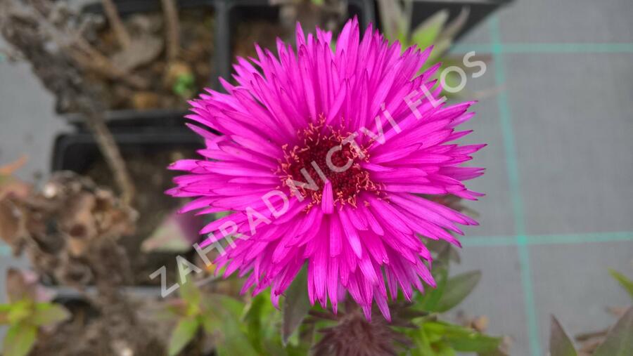 Hvězdnice novobelgická 'Vibrant Dome' - Aster novae-angliae 'Vibrant Dome'