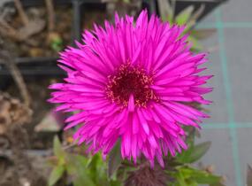 Hvězdnice novobelgická 'Vibrant Dome' - Aster novae-angliae 'Vibrant Dome'