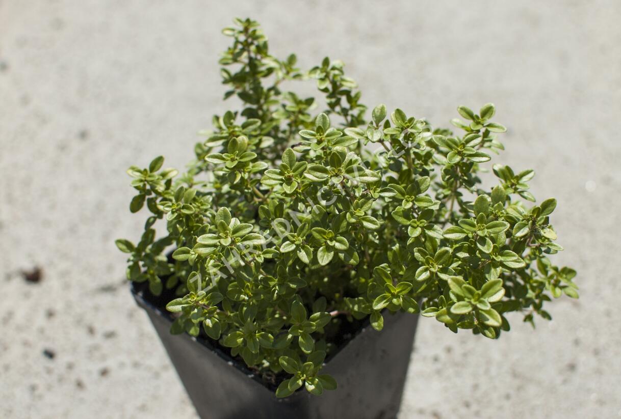Mateřídouška 'Bertram Anderson' - Thymus citriodorus 'Bertram Anderson'