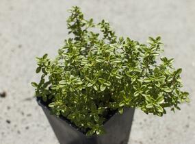 Mateřídouška 'Bertram Anderson' - Thymus citriodorus 'Bertram Anderson'