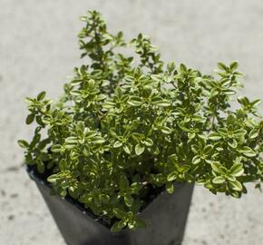 Mateřídouška 'Bertram Anderson' - Thymus citriodorus 'Bertram Anderson'