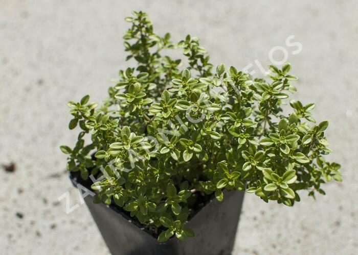 Mateřídouška 'Bertram Anderson' Thymus x citriodorus 'Bertram Anderson' Zahradnictví FLOS