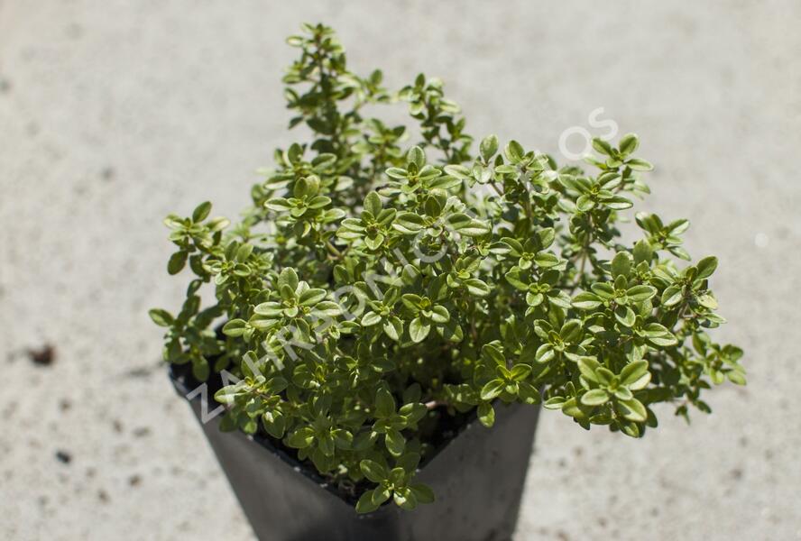 Mateřídouška 'Bertram Anderson' - Thymus citriodorus 'Bertram Anderson'