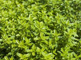 Mateřídouška 'Bertram Anderson' - Thymus citriodorus 'Bertram Anderson'