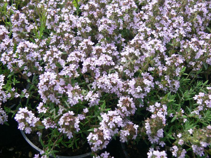 Tymián obecný 'Duftkissen' - Thymus vulgaris 'Duftkissen'