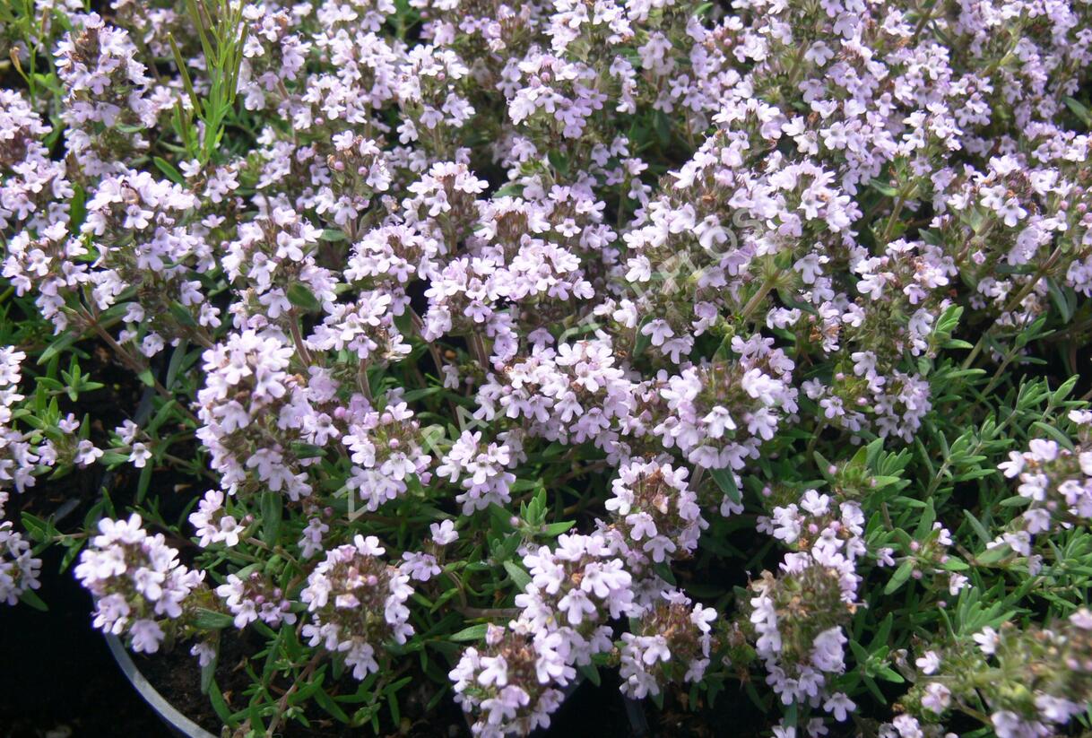 Tymián obecný 'Duftkissen' - Thymus vulgaris 'Duftkissen'