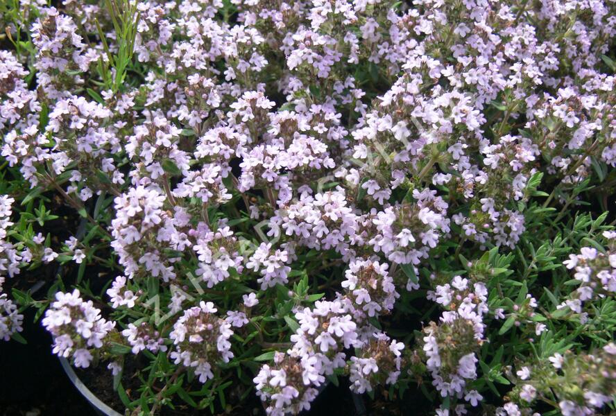 Tymián obecný 'Duftkissen' - Thymus vulgaris 'Duftkissen'