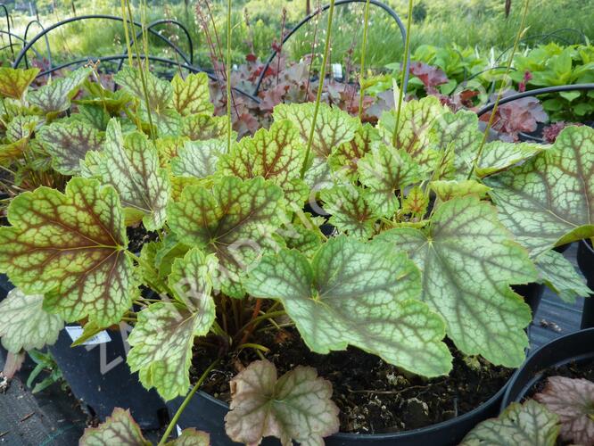 Dlužicha 'Beauty Colour' - Heuchera 'Beauty Colour'