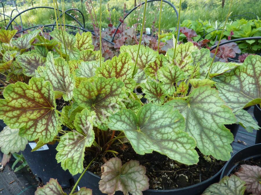 Dlužicha 'Beauty Colour' - Heuchera 'Beauty Colour'