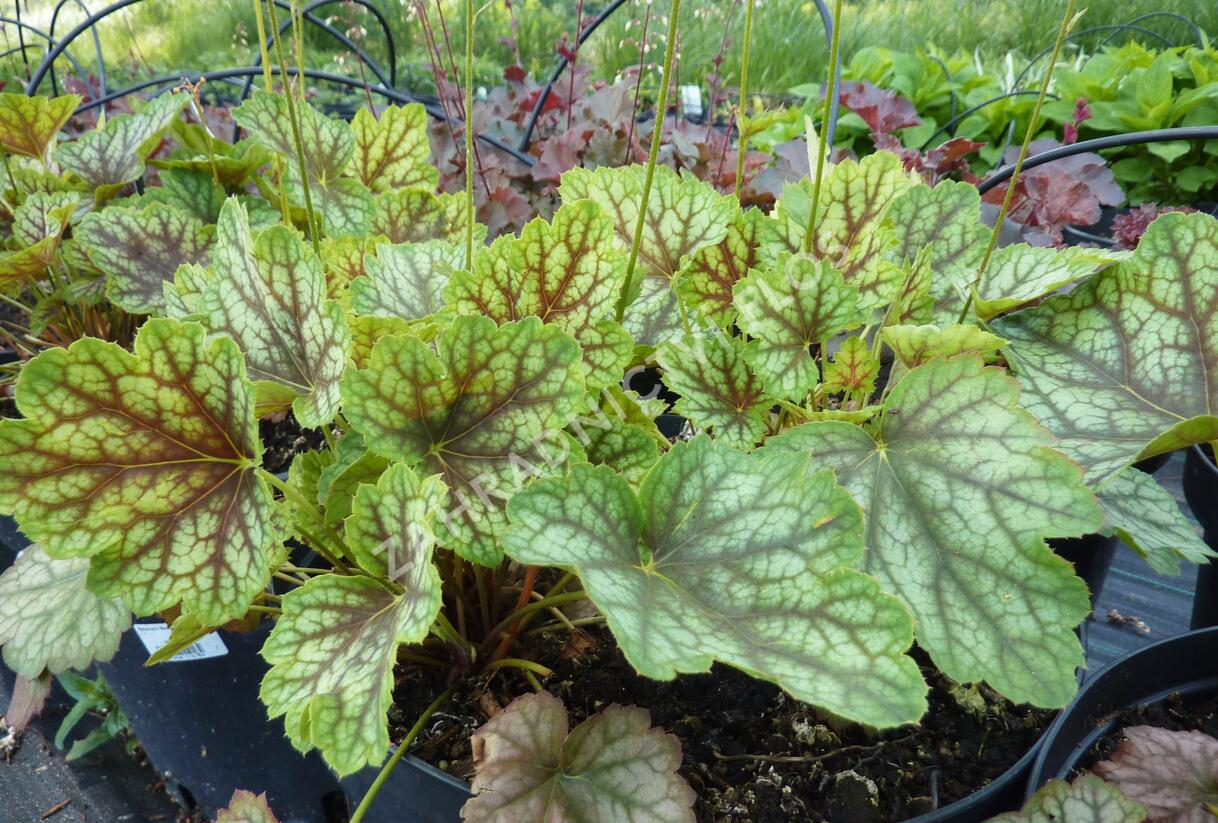 Dlužicha 'Beauty Colour' - Heuchera hybrida 'Beauty Colour'