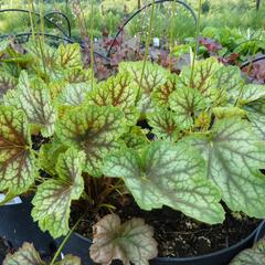 Dlužicha 'Beauty Colour' - Heuchera 'Beauty Colour'