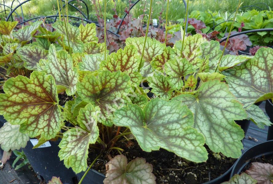 Dlužicha 'Beauty Colour' - Heuchera hybrida 'Beauty Colour'