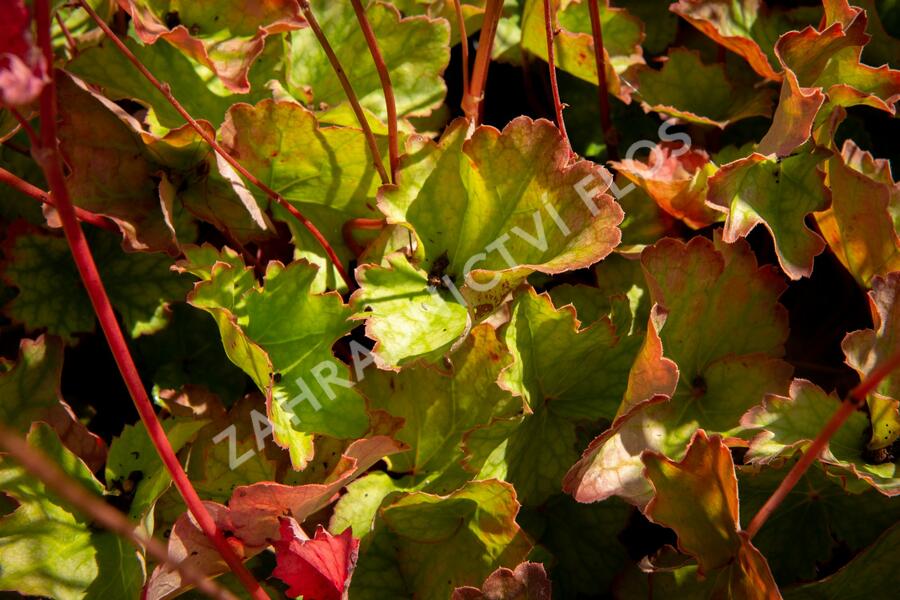 Dlužicha americká 'Dale's Strain' - Heuchera americana 'Dale's Strain'