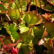 Dlužicha americká 'Dale's Strain' - Heuchera americana 'Dale's Strain'