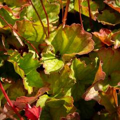 Dlužicha americká 'Dale's Strain' - Heuchera americana 'Dale's Strain'