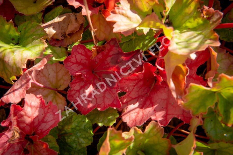Dlužicha americká 'Dale's Strain' - Heuchera americana 'Dale's Strain'