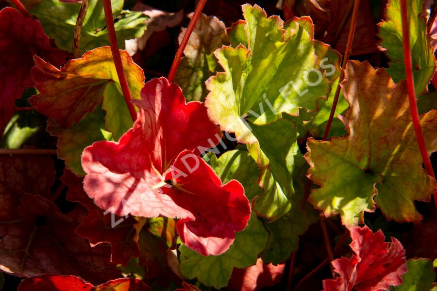 Dlužicha americká 'Dale's Strain' - Heuchera americana 'Dale's Strain'