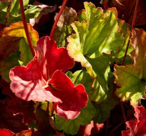 Dlužicha americká 'Dale's Strain' - Heuchera americana 'Dale's Strain'