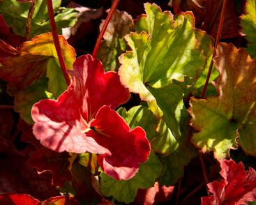 Dlužicha americká 'Dale's Strain'