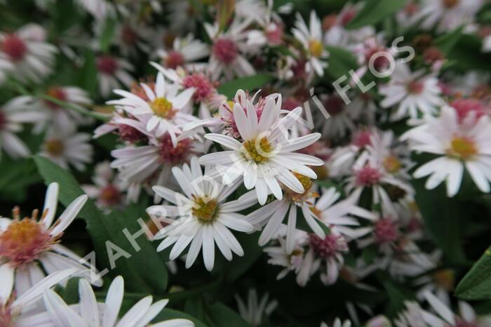 Hvězdnice pokřivená 'Chloe' - Aster lateriflorus horizontalis 'Chloe'