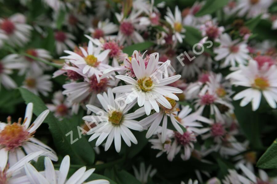 Hvězdnice pokřivená 'Chloe' - Aster lateriflorus horizontalis 'Chloe'