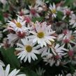 Hvězdnice pokřivená 'Chloe' - Aster lateriflorus horizontalis 'Chloe'