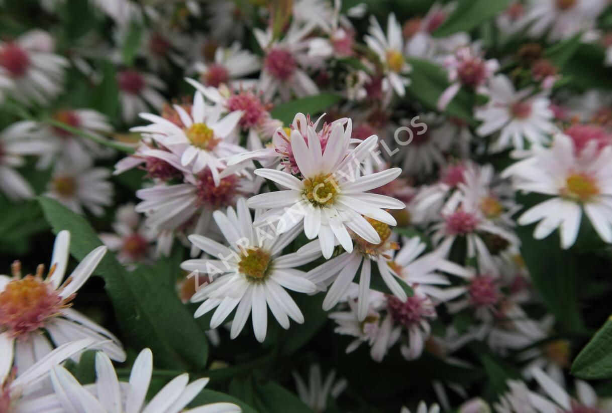 Hvězdnice pokřivená 'Chloe' - Aster lateriflorus horizontalis 'Chloe'