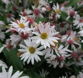 Hvězdnice pokřivená 'Chloe' - Aster lateriflorus horizontalis 'Chloe'