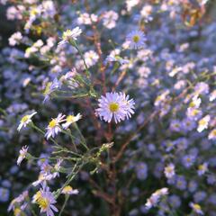 Hvězdnice hladká 'Anneke van der Jeugd' - Aster laevis 'Anneke van der Jeugd'