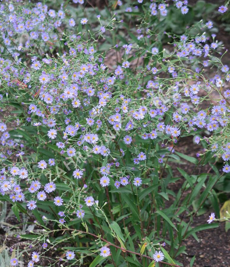 Hvězdnice hladká 'Anneke van der Jeugd' - Aster laevis 'Anneke van der Jeugd'