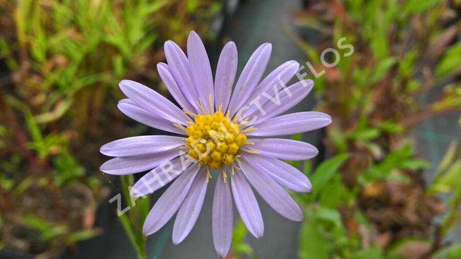 Hvězdnice hladká 'Anneke van der Jeugd' - Aster laevis 'Anneke van der Jeugd'