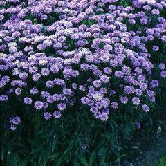 Hvězdnice chlumní 'Lady Hindlip' - Aster amellus 'Lady Hindlip'