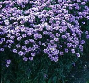 Hvězdnice chlumní 'Lady Hindlip' - Aster amellus 'Lady Hindlip'