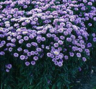 Hvězdnice chlumní 'Lady Hindlip'