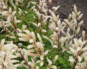 Udatna 'Charakter' - Aruncus aethusifolius 'Charakter'