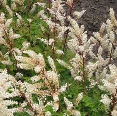 Udatna 'Charakter' - Aruncus aethusifolius 'Charakter'