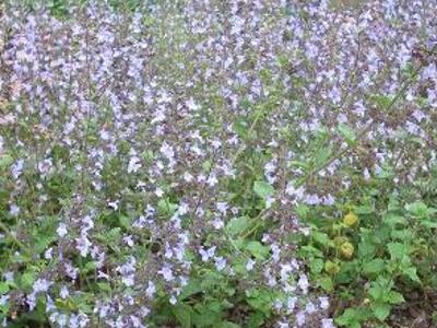 Marulka lékařská 'Lila Riese' - Calamintha nepeta 'Lila Riese'