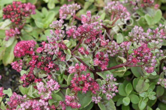 Rozchodník nachový 'Surrender' - Sedum telephium 'Surrender'