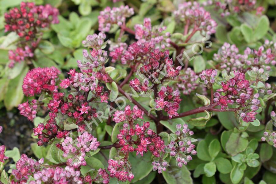 Rozchodník nachový 'Surrender' - Sedum telephium 'Surrender'