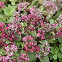 Rozchodník nachový 'Surrender' - Sedum telephium 'Surrender'