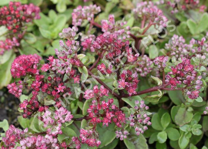 Rozchodník nachový 'Surrender' - Sedum telephium 'Surrender'