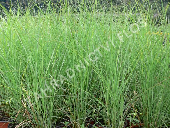 Ozdobnice čínská 'Fontane' - Miscanthus sinensis 'Fontane'