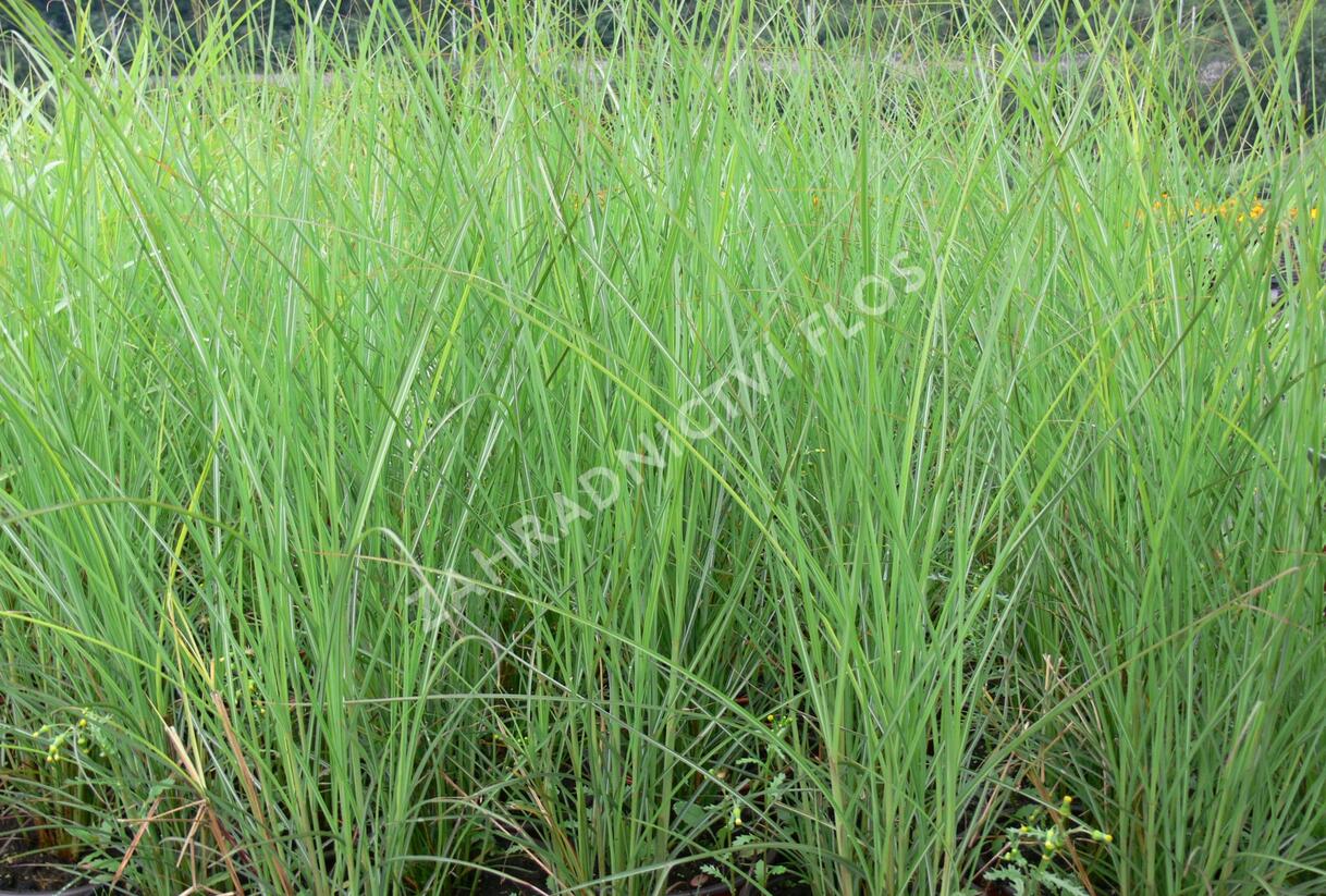Ozdobnice čínská 'Fontane' - Miscanthus sinensis 'Fontane'