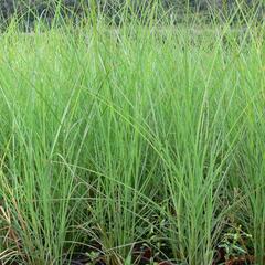 Ozdobnice čínská 'Fontane' - Miscanthus sinensis 'Fontane'