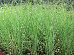 Ozdobnice čínská 'Fontane' - Miscanthus sinensis 'Fontane'