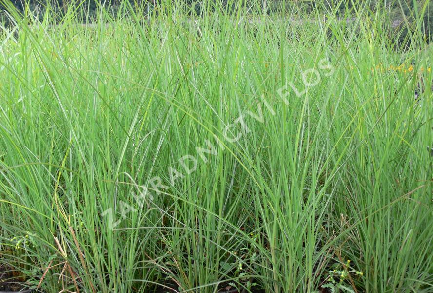 Ozdobnice čínská 'Fontane' - Miscanthus sinensis 'Fontane'