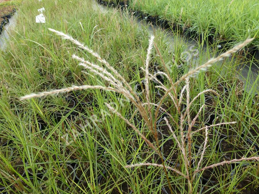 Ozdobnice čínská 'Fontane' - Miscanthus sinensis 'Fontane'